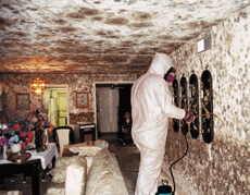 Mold Remediation