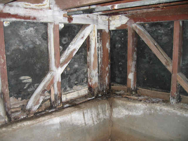 mold in crawlspace